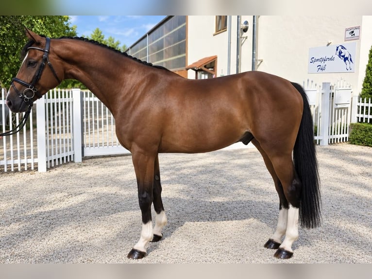 Bavarese Castrone 7 Anni 168 cm Baio in Öpfingen