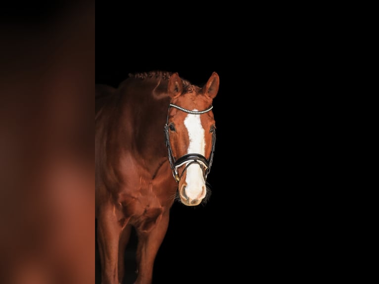 Bavarese Castrone 7 Anni 168 cm Sauro in Bodenkirchen