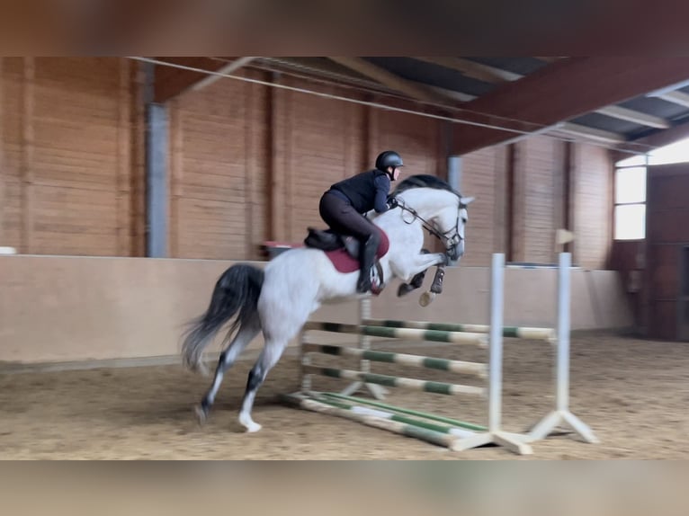 Bavarese Castrone 7 Anni 170 cm Grigio in Limburg an der Lahn