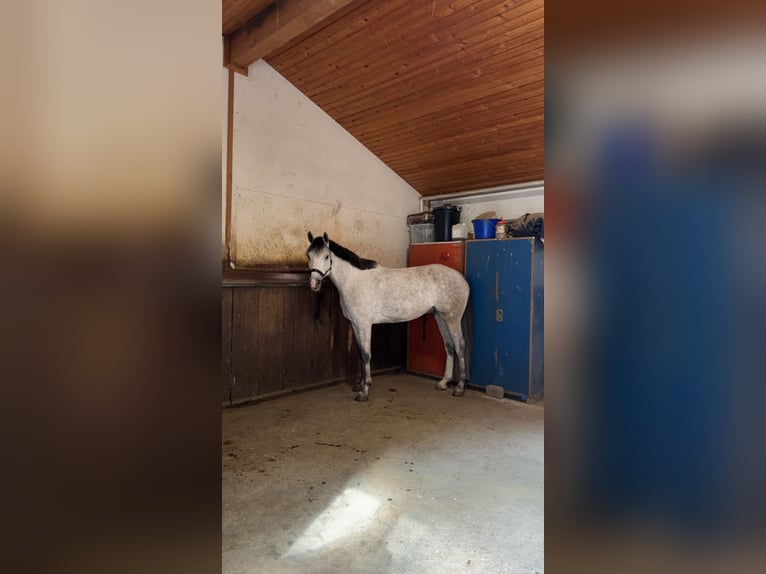 Bavarese Castrone 7 Anni 170 cm Grigio in Limburg an der Lahn