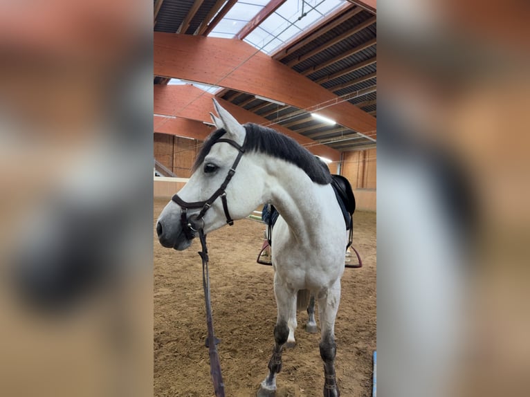 Bavarese Castrone 7 Anni 170 cm Grigio in Limburg an der Lahn