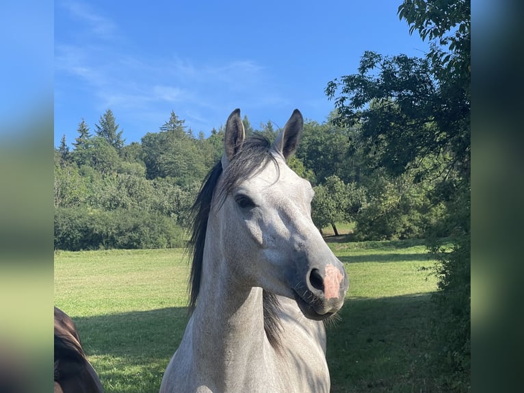 Bavarese Castrone 7 Anni 170 cm Grigio in Limburg an der Lahn