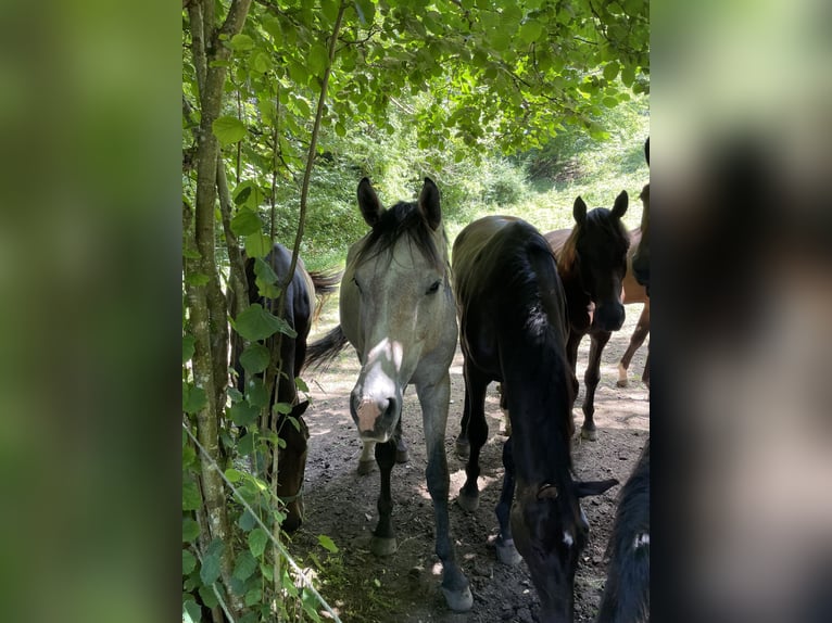 Bavarese Castrone 7 Anni 170 cm Grigio in Limburg an der Lahn