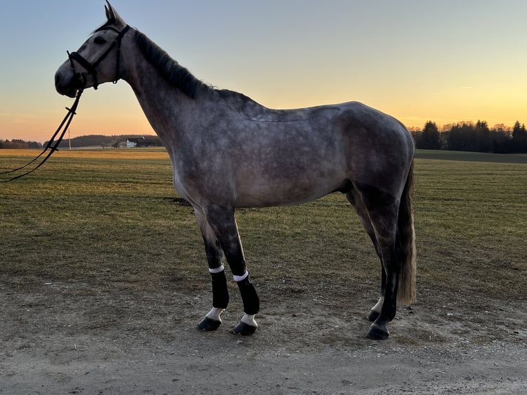 Bavarese Castrone 7 Anni 170 cm Grigio pezzato in Schnaitsee