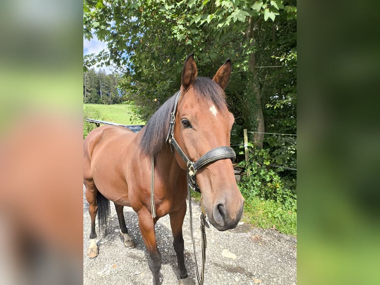 Bavarese Castrone 8 Anni 155 cm Baio in Großweil