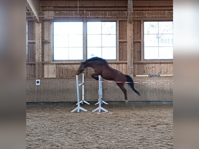 Bavarese Castrone 8 Anni 155 cm Baio in Großweil