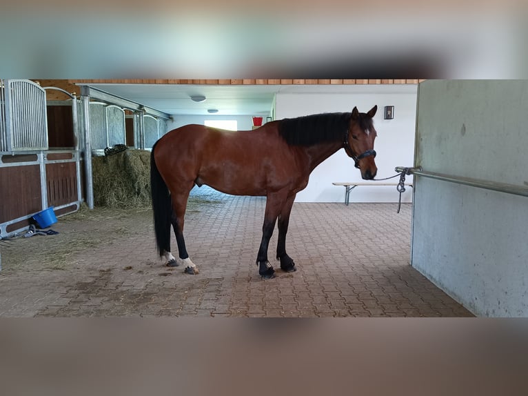 Bavarese Castrone 8 Anni 155 cm Baio in Großweil