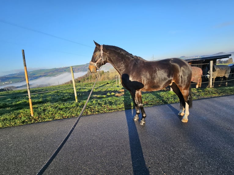 Bavarese Castrone 8 Anni 163 cm Baio in Garsten