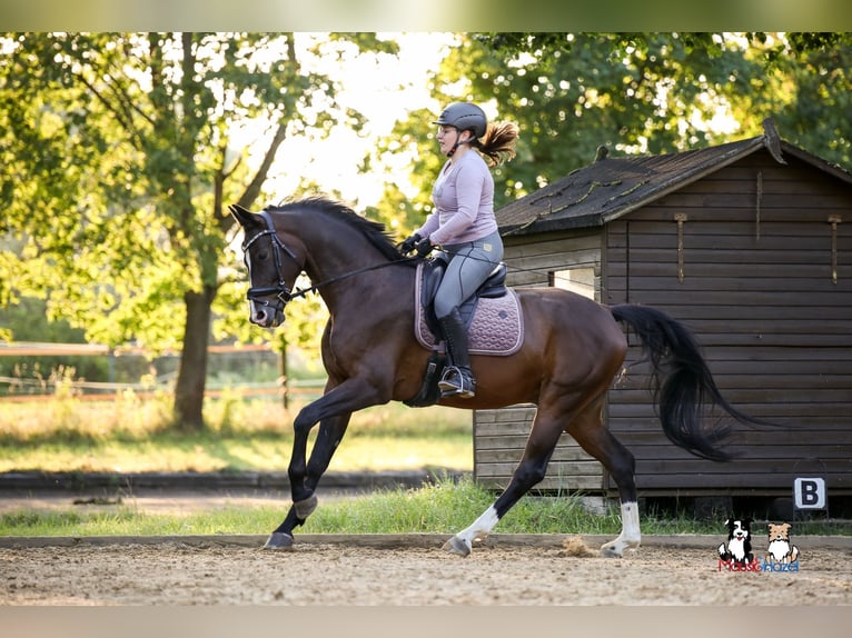 Bavarese Castrone 8 Anni Baio in Lauf an der Pegnitz