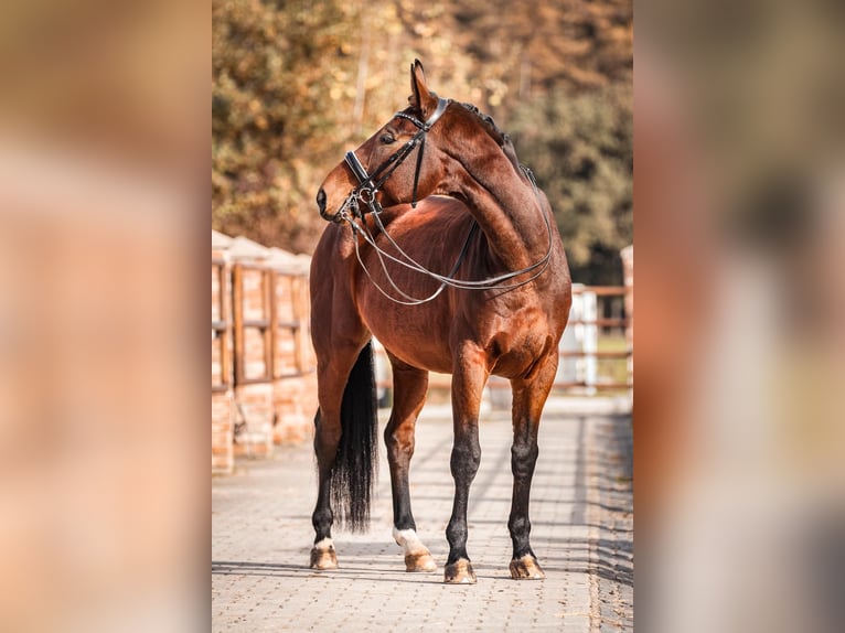 Bavarese Castrone 9 Anni 174 cm Baio in Johanniskirchen