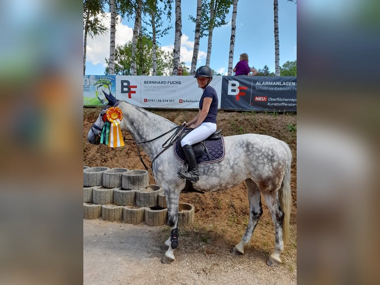 Bavarese Giumenta 12 Anni 167 cm Grigio in Buttenheim