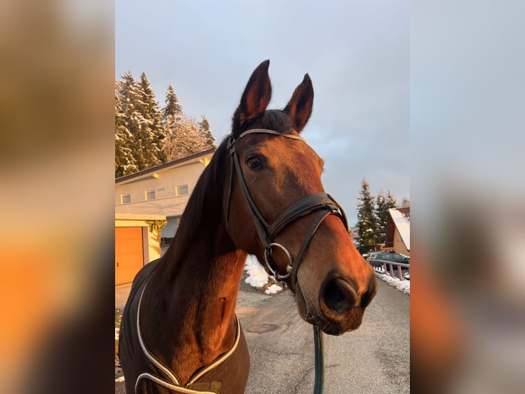 Bavarese Giumenta 13 Anni 164 cm Baio in Wernberg