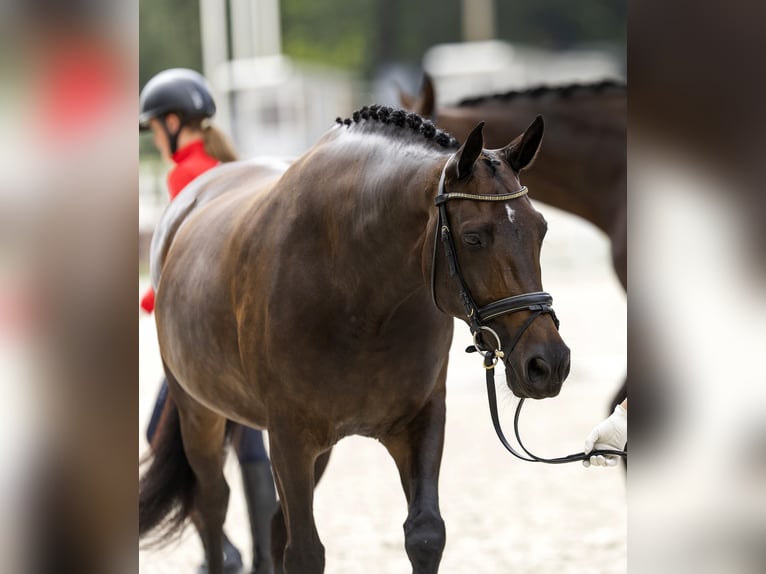 Bavarese Giumenta 13 Anni 164 cm Baio nero in Warngau