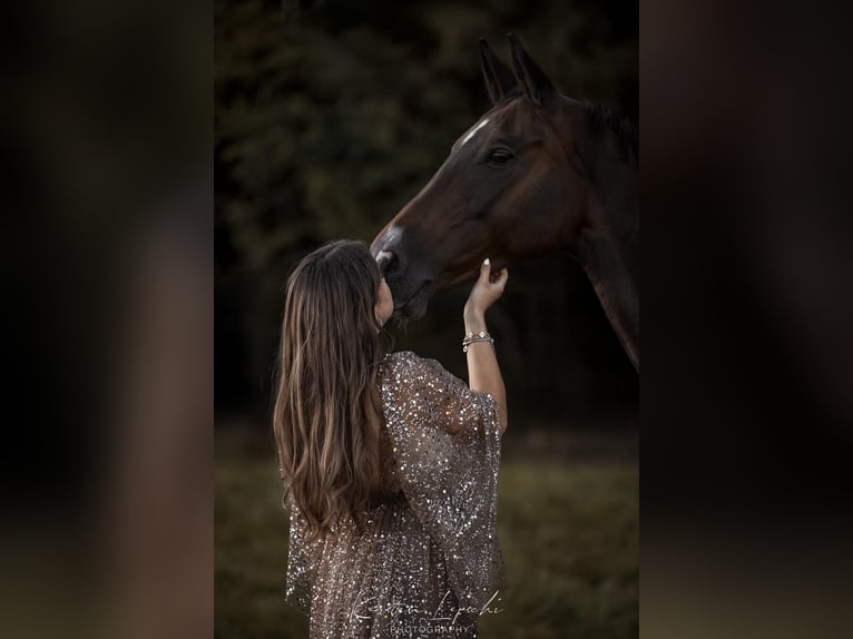 Bavarese Giumenta 13 Anni 164 cm Baio scuro in Thiersheim