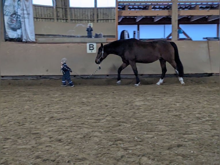 Bavarese Giumenta 13 Anni 165 cm Baio in Illertissen