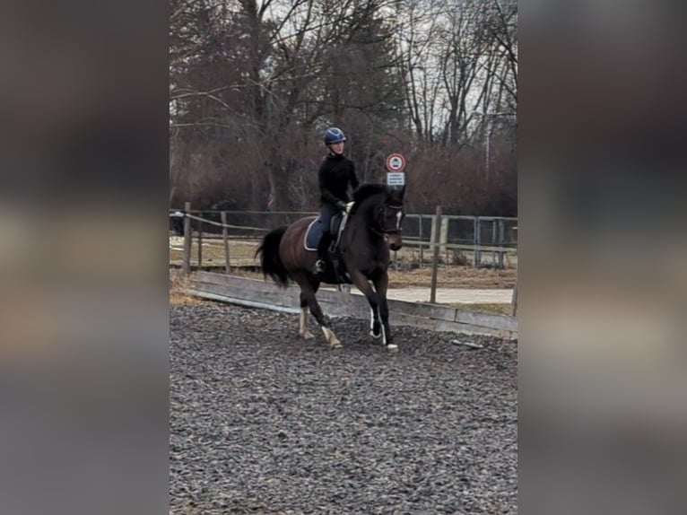 Bavarese Giumenta 13 Anni 165 cm Baio in Illertissen