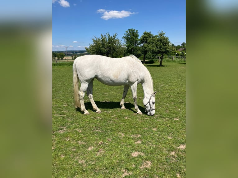 Bavarese Giumenta 13 Anni 166 cm Grigio in Postmünster