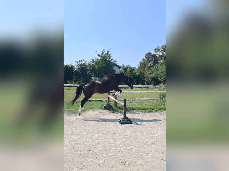 Bavarese Giumenta 13 Anni 168 cm Baio scuro in Oberpöring