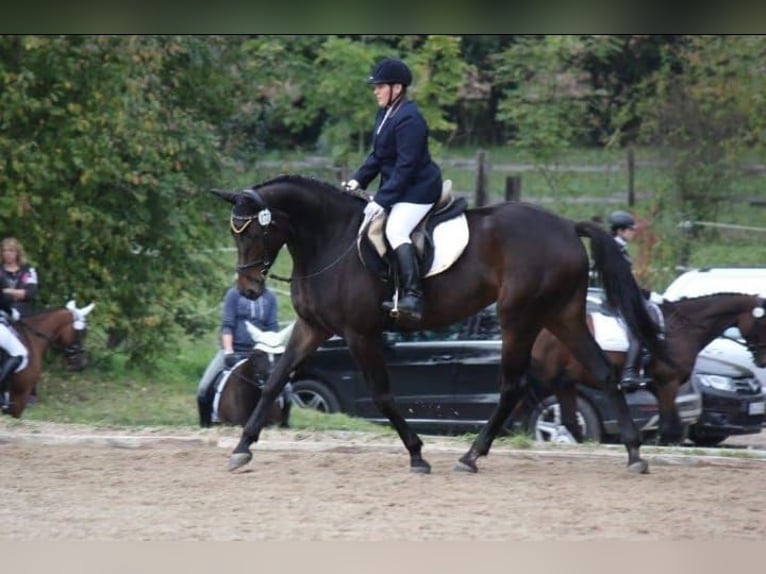 Bavarese Giumenta 13 Anni 170 cm Baio scuro in Kulmbach