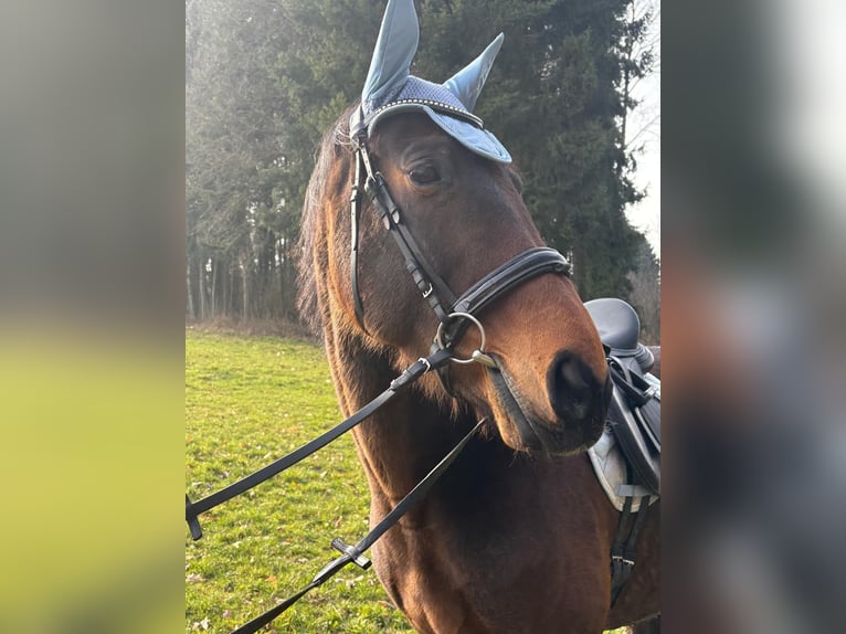 Bavarese Giumenta 13 Anni 172 cm Baio scuro in Dietersburg