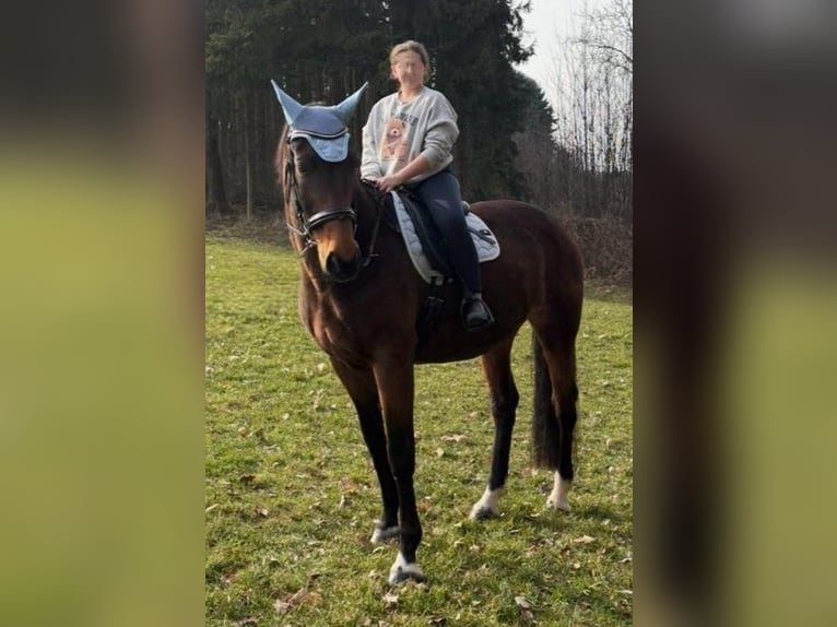 Bavarese Giumenta 13 Anni 172 cm Baio scuro in Dietersburg