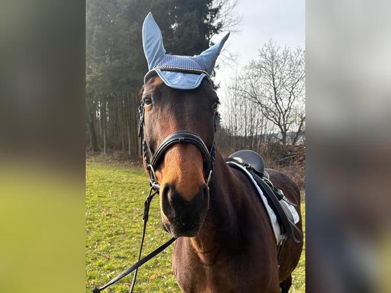 Bavarese Giumenta 13 Anni 172 cm Baio scuro in Dietersburg