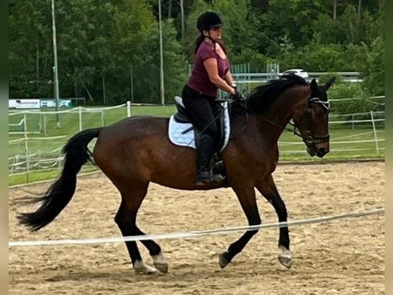Bavarese Giumenta 13 Anni 172 cm Baio scuro in Dietersburg