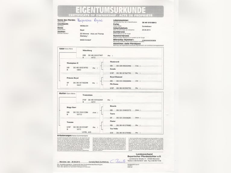 Bavarese Giumenta 13 Anni 172 cm Baio scuro in Dietersburg