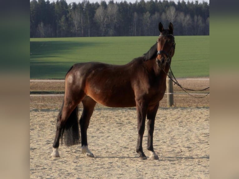 Bavarese Giumenta 13 Anni 172 cm Baio scuro in Dietersburg