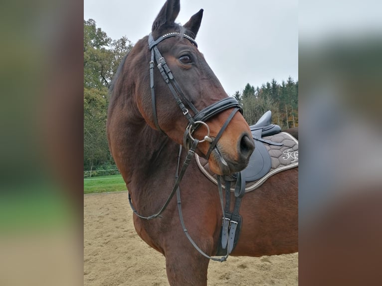Bavarese Giumenta 13 Anni 172 cm Baio scuro in Dietersburg