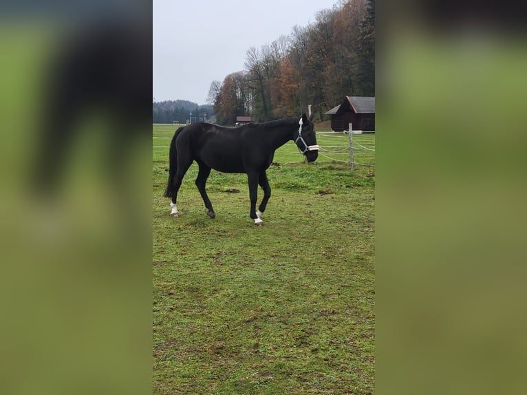 Bavarese Giumenta 13 Anni 175 cm Morello in Golling an der Salzach