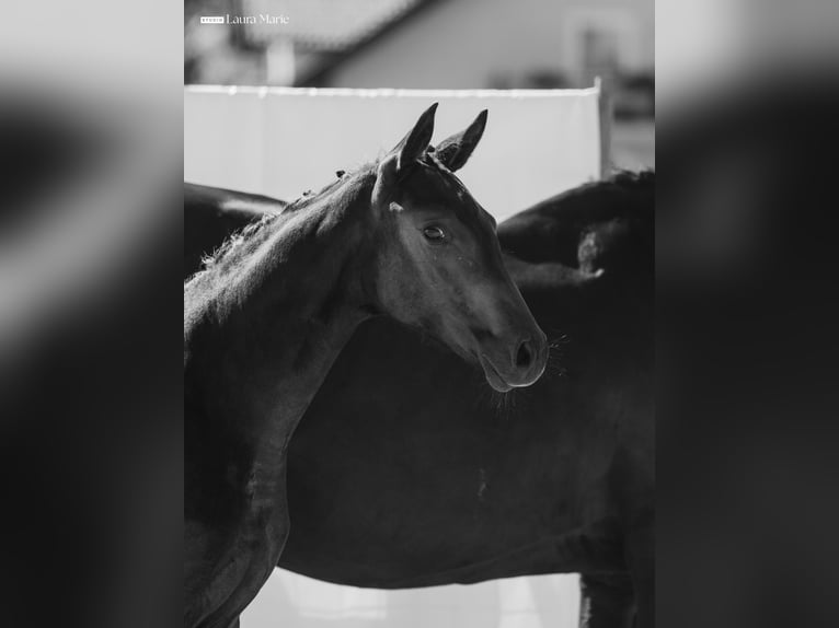 Bavarese Giumenta 13 Anni 175 cm Morello in Golling an der Salzach