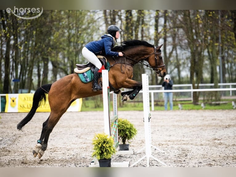 Bavarese Giumenta 14 Anni 164 cm Baio in Warszawa