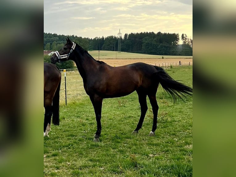 Bavarese Giumenta 14 Anni 164 cm Baio nero in Altfraunhofen