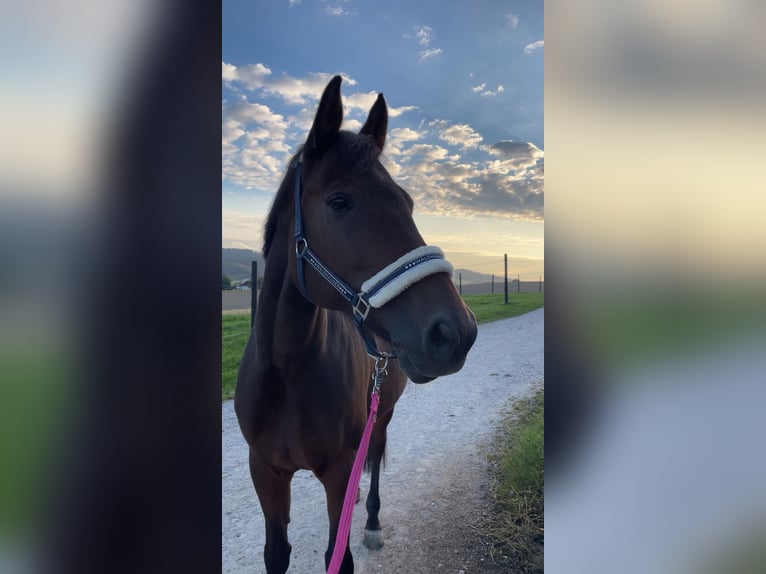 Bavarese Giumenta 14 Anni 168 cm Baio in Kirchdorf an der Krems