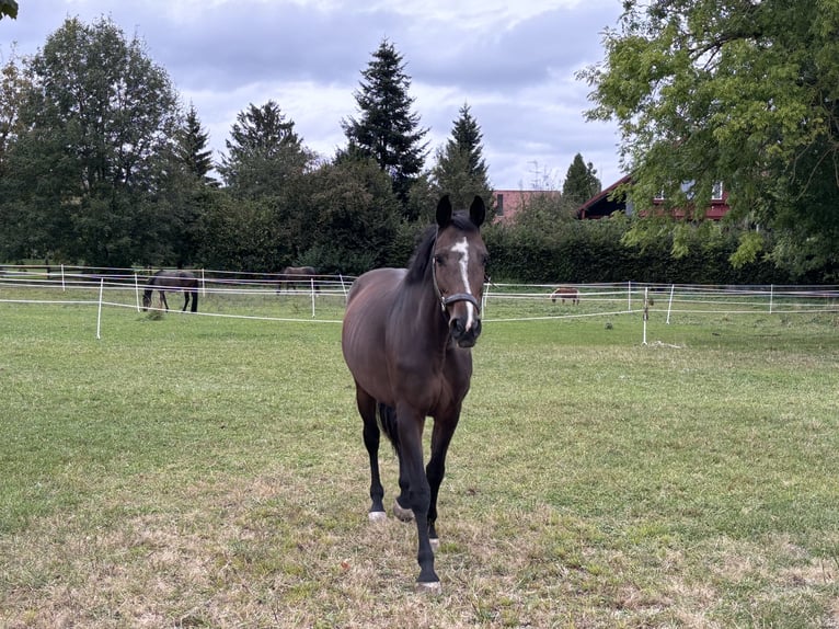 Bavarese Giumenta 14 Anni 168 cm Baio scuro in Bad Griesbach im Rottal