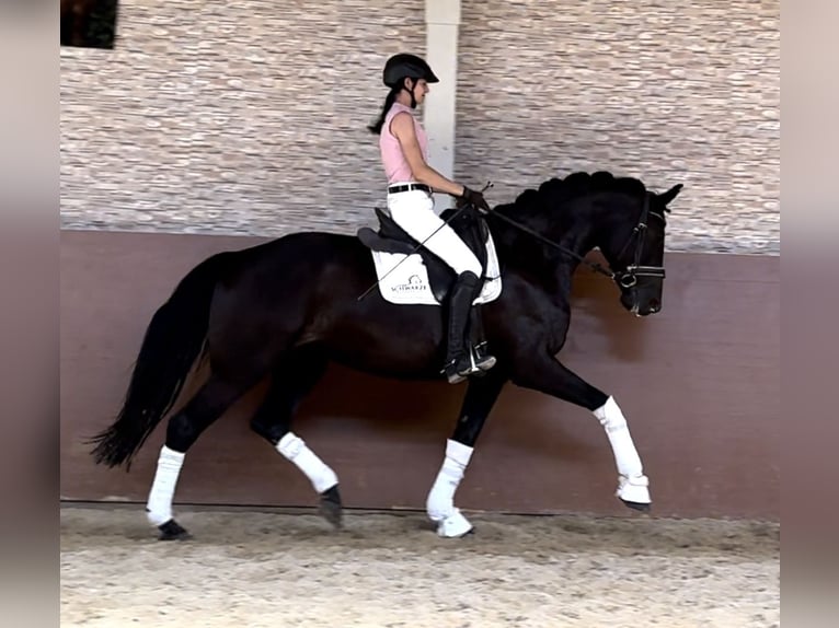 Bavarese Giumenta 14 Anni 168 cm Morello in Wehringen