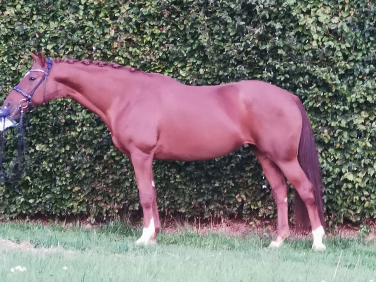 Bavarese Giumenta 14 Anni 168 cm Sauro scuro in Überackern