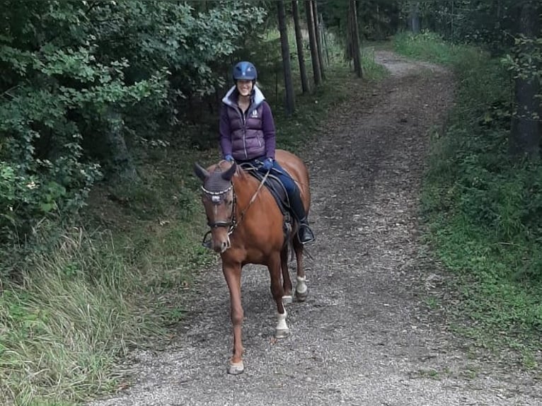 Bavarese Giumenta 14 Anni 168 cm Sauro scuro in Überackern