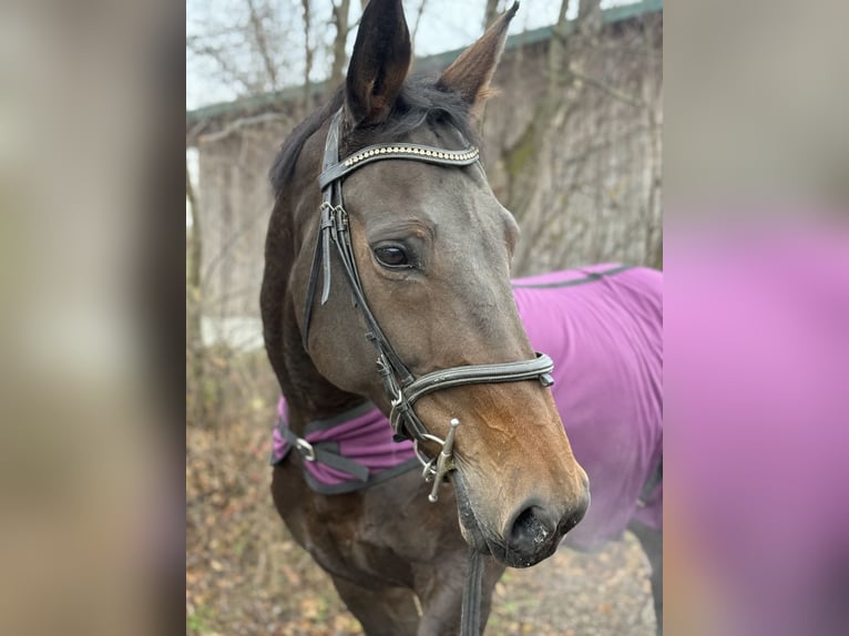 Bavarese Giumenta 14 Anni 169 cm Morello in Amstetten