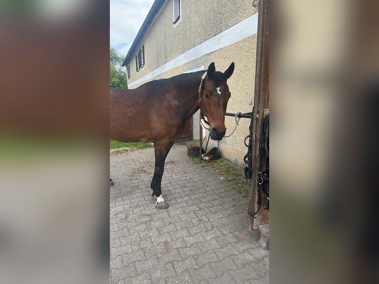 Bavarese Giumenta 15 Anni 165 cm Baio in LappersdorfLappersdorf