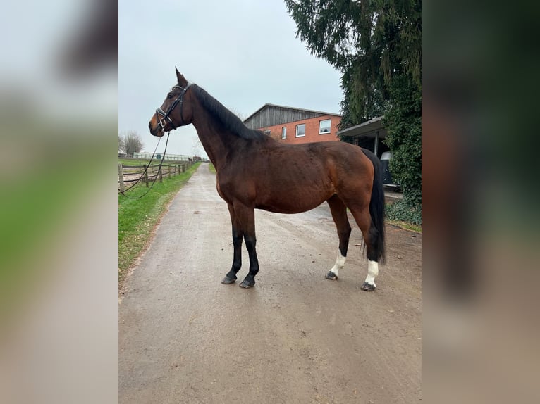 Bavarese Giumenta 15 Anni 167 cm Baio in Visselh&#xF6;vede