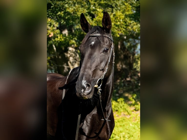 Bavarese Giumenta 15 Anni 168 cm Morello in Obersaxen