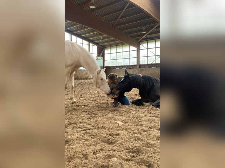 Bavarese Giumenta 15 Anni 169 cm Baio in Parsberg