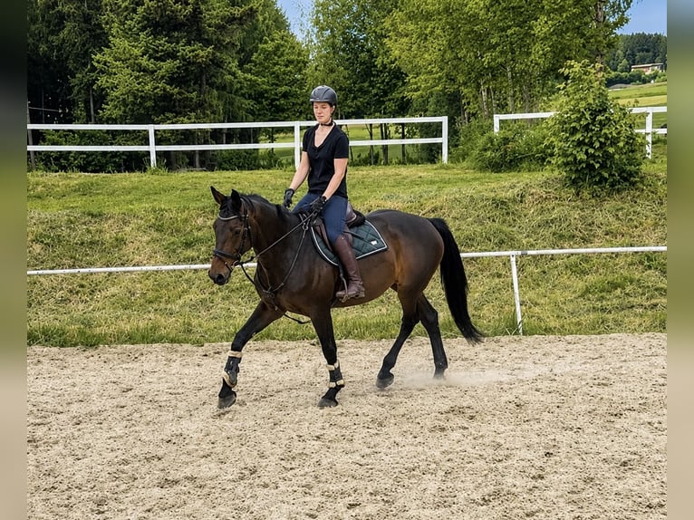 Bavarese Giumenta 15 Anni 170 cm Baio scuro in Pelmberg