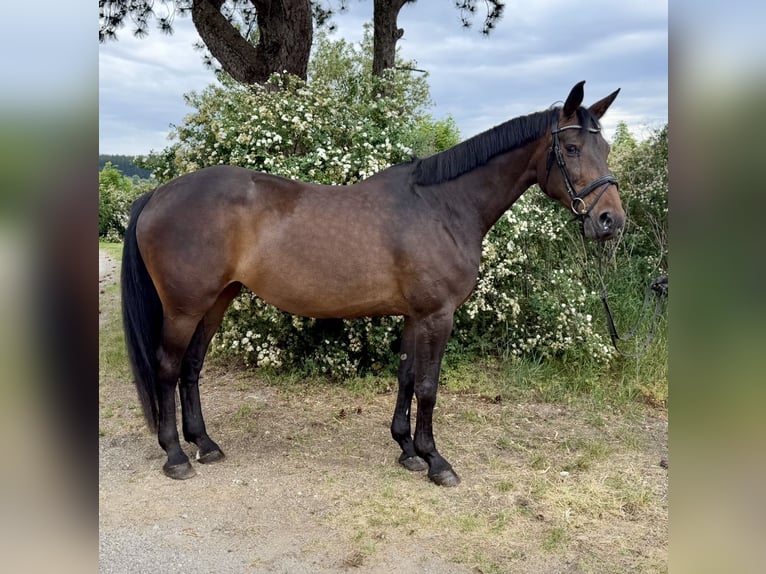 Bavarese Giumenta 15 Anni 170 cm Baio scuro in Pelmberg