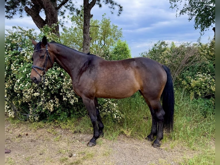 Bavarese Giumenta 15 Anni 170 cm Baio scuro in Pelmberg