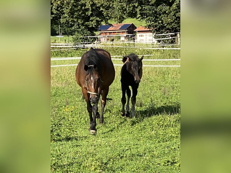 Bavarese Giumenta 16 Anni 160 cm Baio in BayrischzellBayrischzell