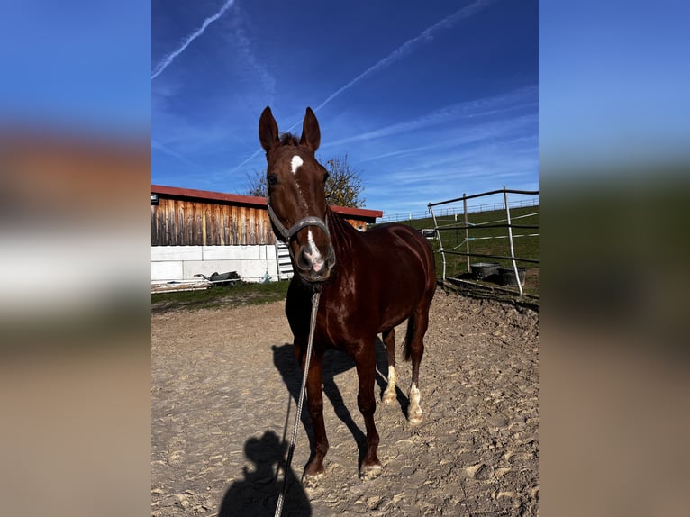 Bavarese Giumenta 16 Anni 165 cm Sauro in Bad Wimpfen