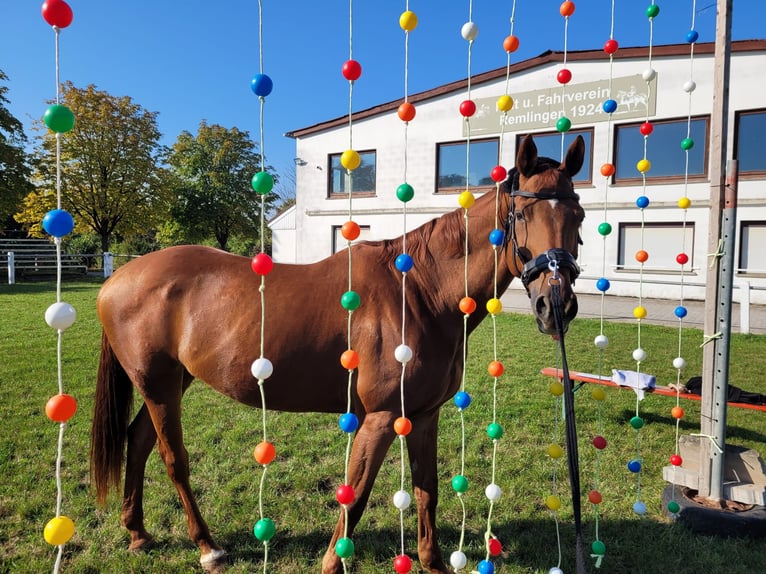 Bavarese Giumenta 16 Anni 165 cm Sauro in Remlingen